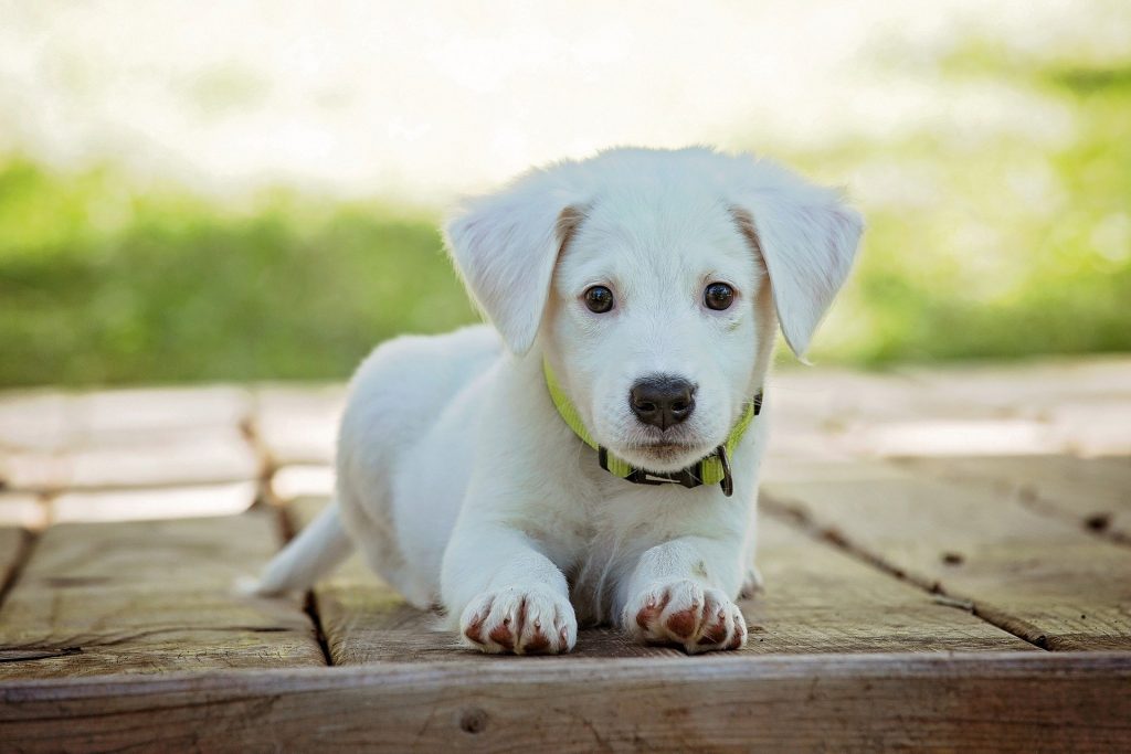 mały biały pies