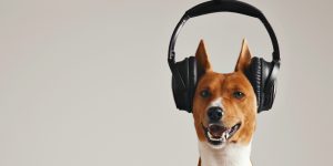 pies w słuchawkach