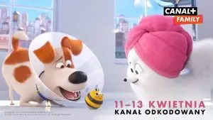 canal+ netia odkodowany