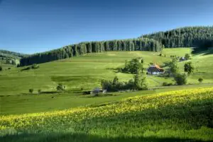 wiejskie pole